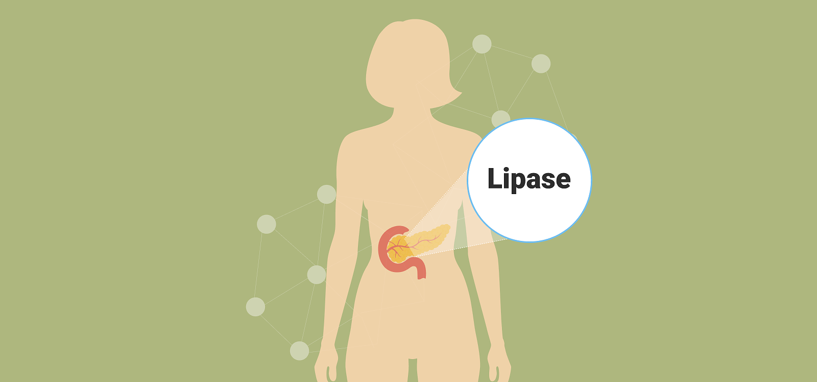 Parameter Tuesday: LIPASE  