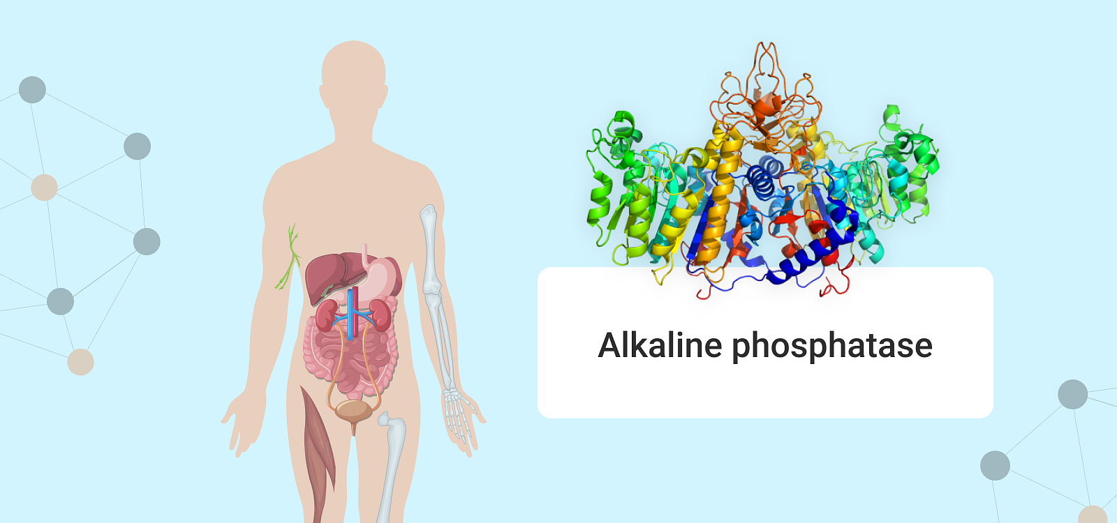 Parameter Tuesday: ALKALINE PHOSPHATASE